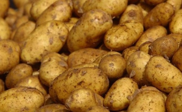 Украинские пограничники не пропустили в страну тонны зараженной картошки
