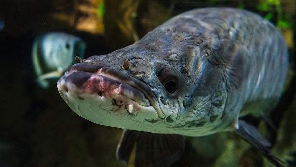 В Британии обнаружили рыбу, которая любит есть уток