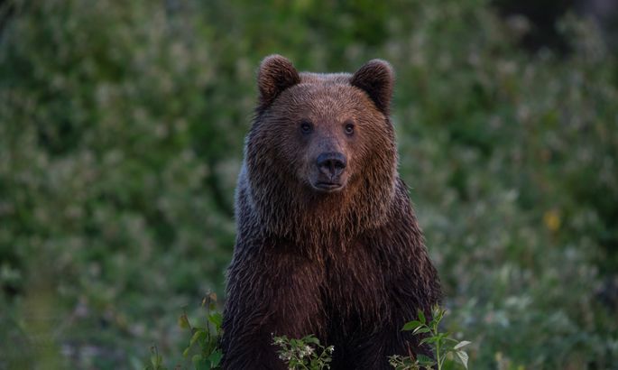 Вороватый медведь украл у охотников холодильник: смешное видео