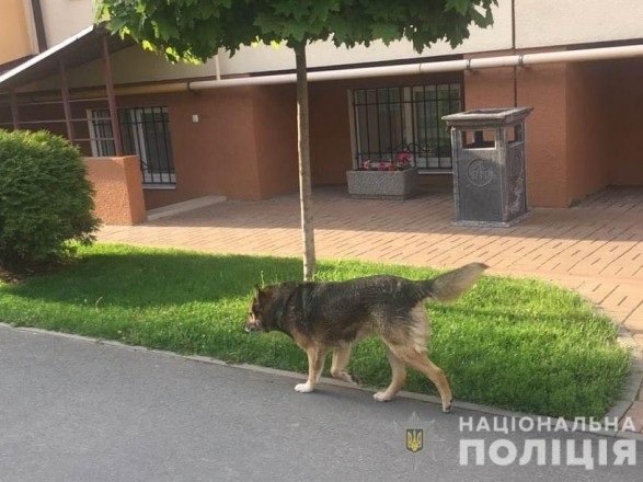 На Киевщине собака растерзала восьмилетнюю девочку