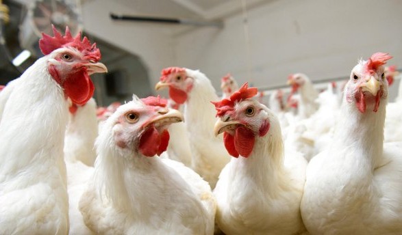 Птицеводы уличили депутатов ЕС в распространении фейков относительно курятины из Украины