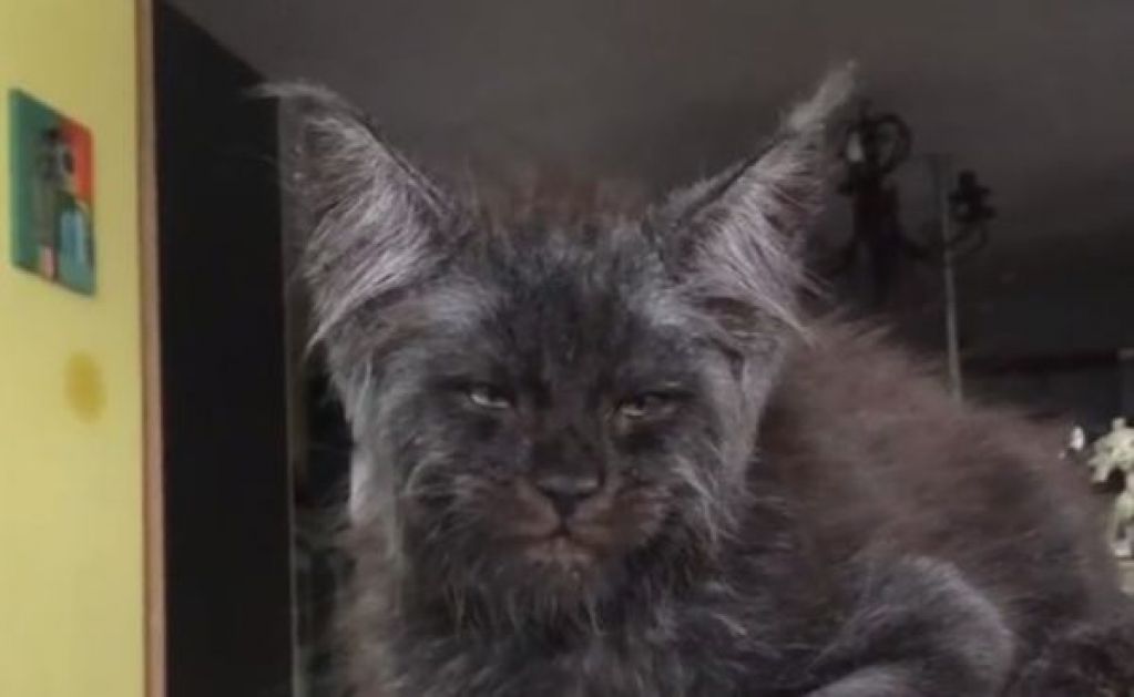 Кот с "человеческим" лицом покорил Сеть