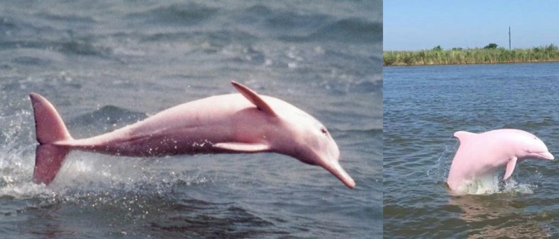 Выглядит как инопланетянин: розовый дельфин попал на камеру. ВИДЕО