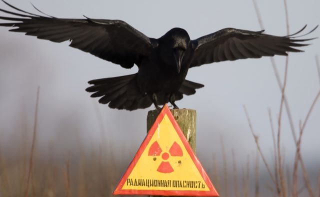 Чернобыльская зона: скрытая камера зафиксировала невероятное. ВИДЕО