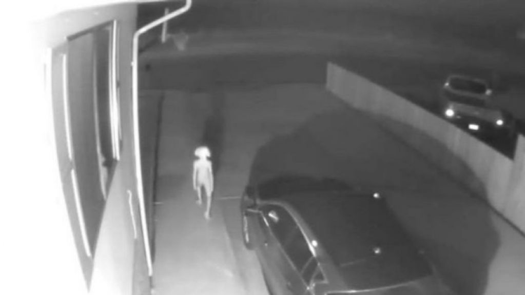 Загадочное существо попало на камеру: в Сети гадают, что это