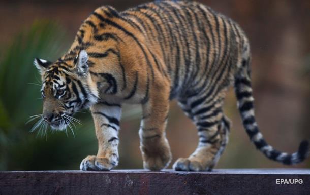 Работник зоопарка лишился обеих рук в схватке с тигром