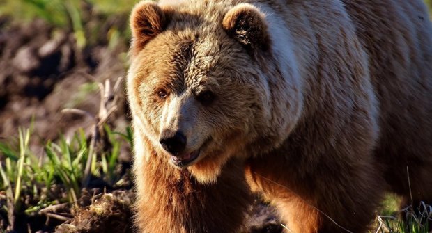 Смелый россиянин откусил медведю самое ценное за то, что тот его атаковал