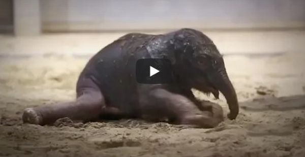 Трогательное видео: новорожденный слоненок делает свои первые шаги