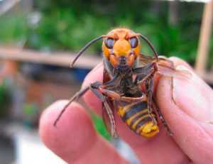 На Сумщині небезпечна комаха вбила людину