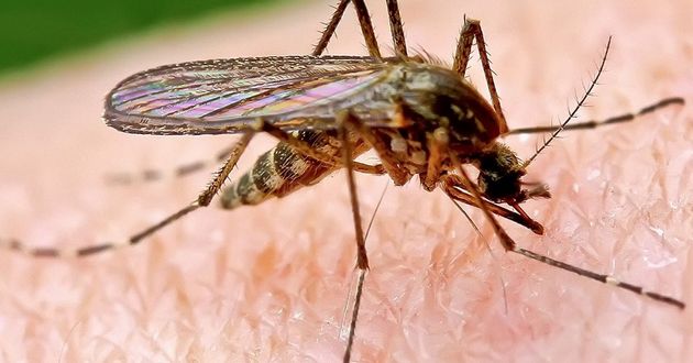 Избавиться от зуда после укуса комара можно одним волшебным трюком