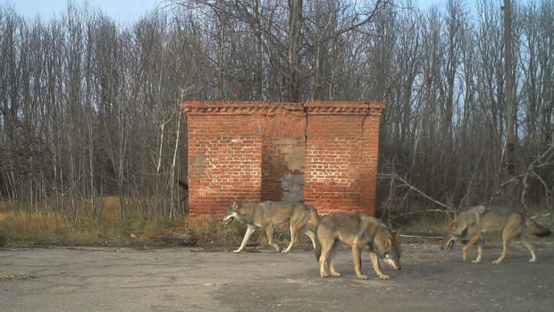 Фотограф проник в Чернобыльскую зону: эти фото удивили даже ученых