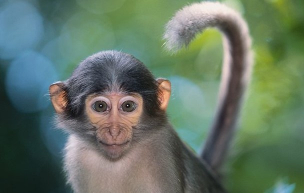 Забавная обезьянка удивила туристов неприличным селфи