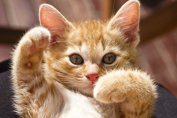 В Сети рассказали о коте со сверхспособностями, который спас Брежнева