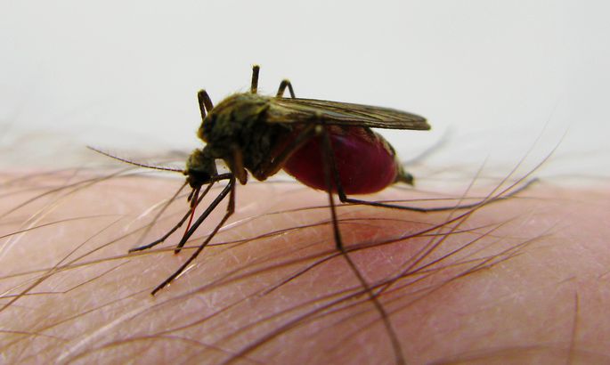 Ученые выяснили, по каким признакам комары выбирают своих «жертв»