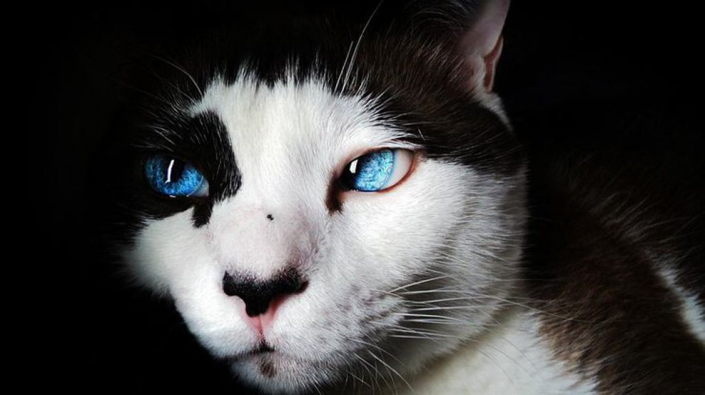 Невероятно: коту удалось выжить после стирки в машинке