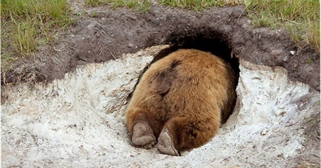 Россиянин со сломанным медведем позвоночником месяц жил в берлоге: фото и видео 18+