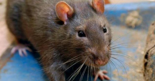 Атаковали полчища крыс: это шок, что творится в супермаркете в России. ВИДЕО