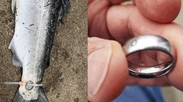 Проклятое кольцо поймал мужчина вместе с рыбой