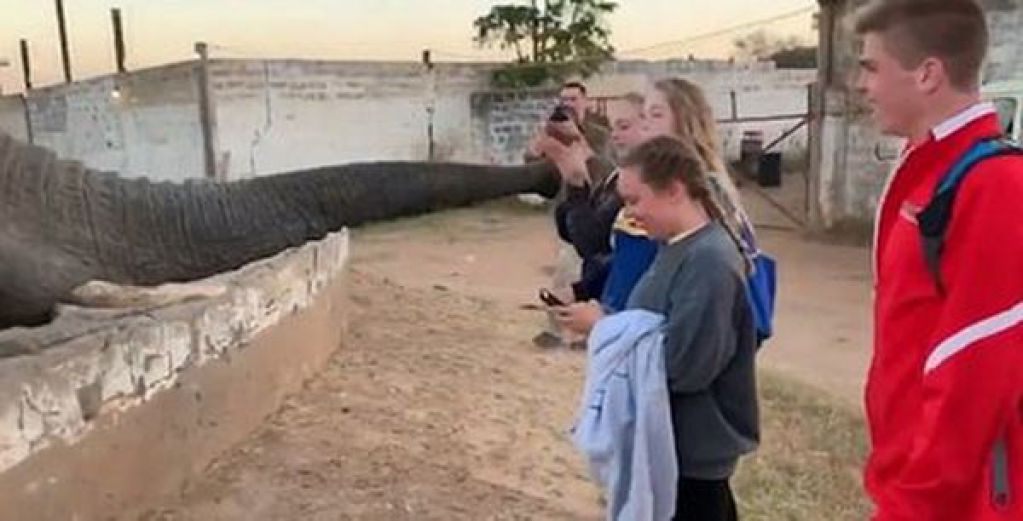 Агрессивный слон наказал милую девушку-фотографа. ВИДЕО