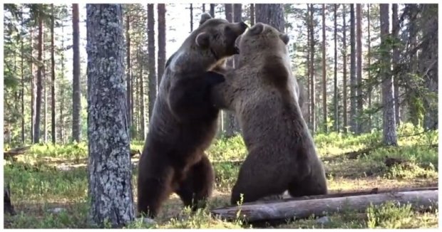 Это стоит видеть: битва двух мускулистых медведей попала на ВИДЕО