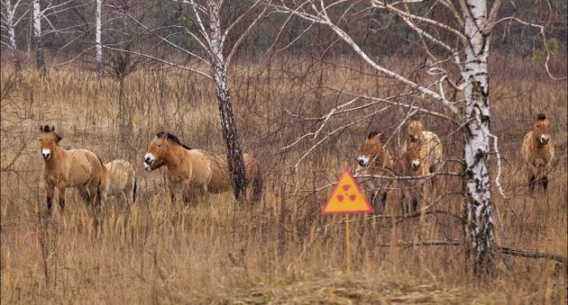 В Чернобыльской зоне есть лошади совершенно невиданного в Европе типа
