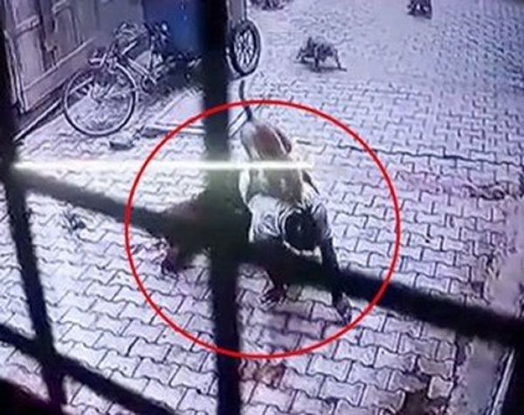 Дикие обезьяны внезапно напали на мужчину: видеофакт