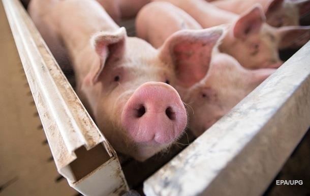 Молдова временно запретила ввоз свинины из Украины