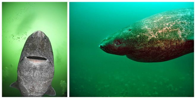 Обнаружено самое старое животное на планете: акула возрастом... 512 лет. ВИДЕО