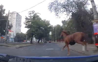 Коня на скаку остановили: в Одессе отличились патрульные. ВИДЕО