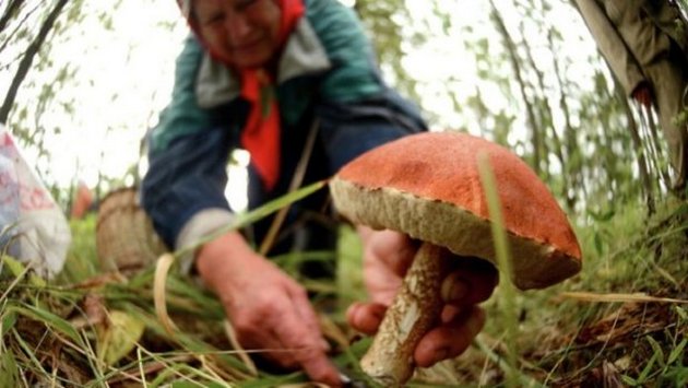 Простой тест: как отличить белый гриб от ядовотого