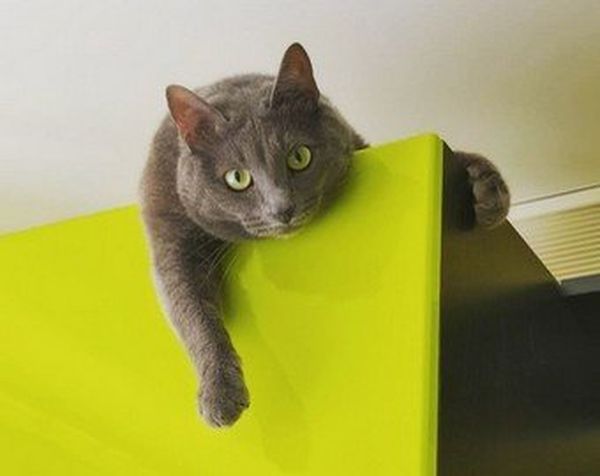 Кот, боявшийся высоты, придумал способ спуститься со шкафа. ВИДЕО