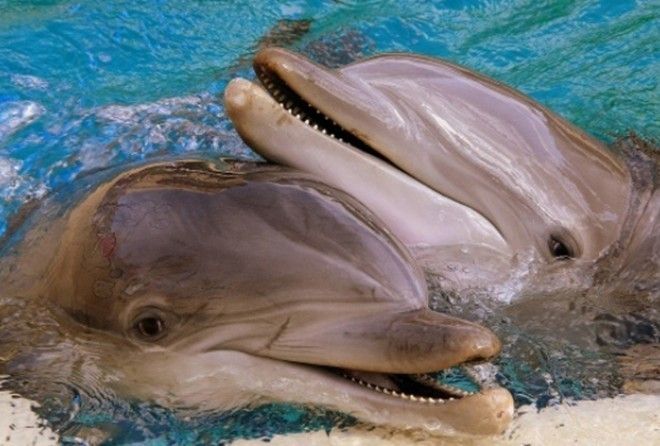 Неприятные факты о дельфинах, о которых мало кто знает