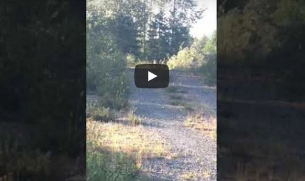 Видео диких животных, бегущих из горящей Сибири, взволновало Сеть