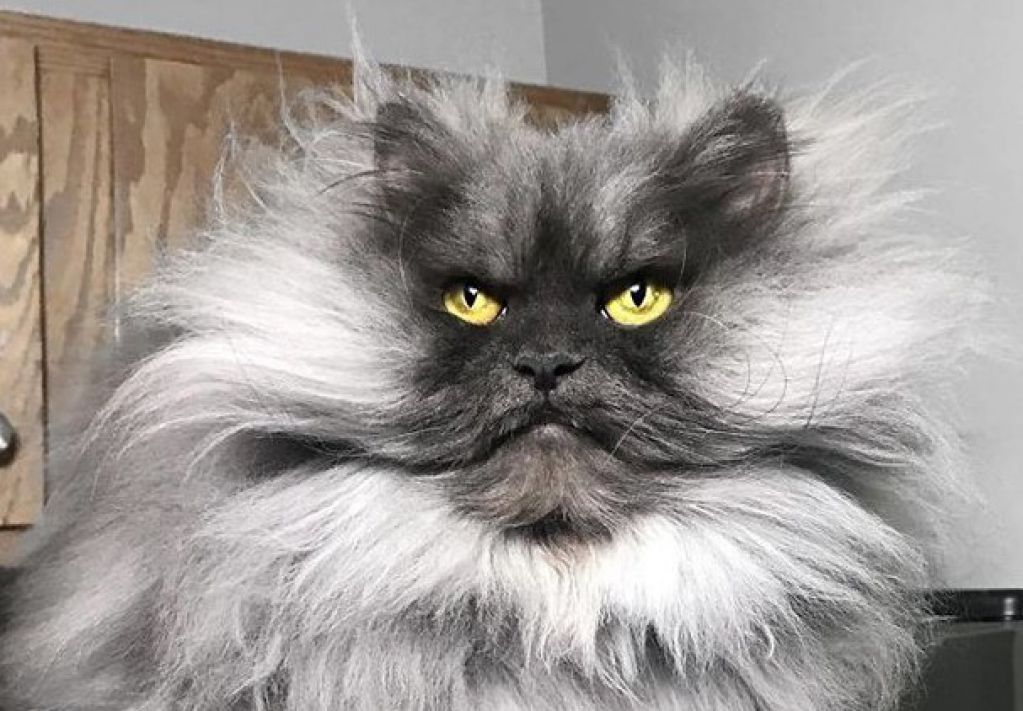 Новая звезда Сети: самый злой в мире котяра. ФОТО