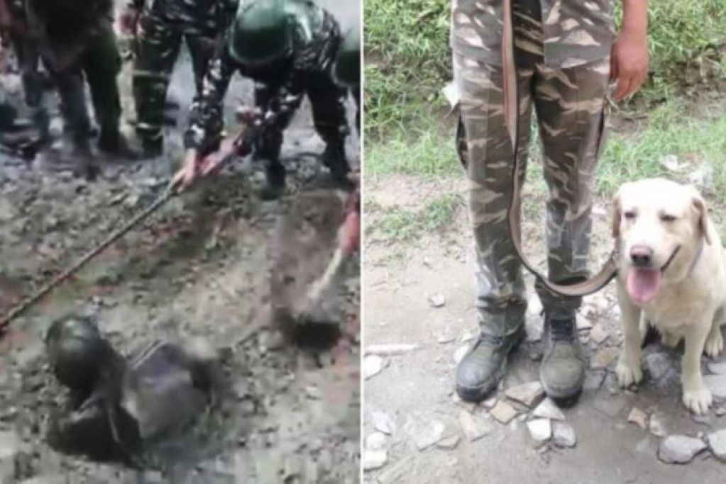 Пес вытащил из-под земли погребенного заживо человека. ВИДЕО