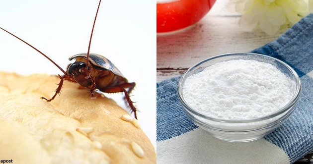 Навсегда избавиться от тараканов в доме: 4 естественных способа 