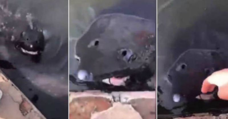 Так выглядит «рыба из ада»: жуткое видео напугало Сеть