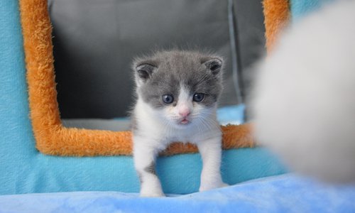 Ученые впервые клонировали кота: только взгляните, какой милаха. ФОТО