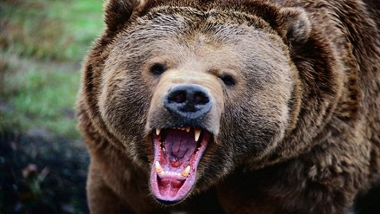 Известного композитора разорвал медведь: первые подробности трагедии