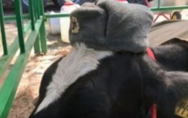 В России коров непонятно зачем нарядили в красноармейцев. ВИДЕО