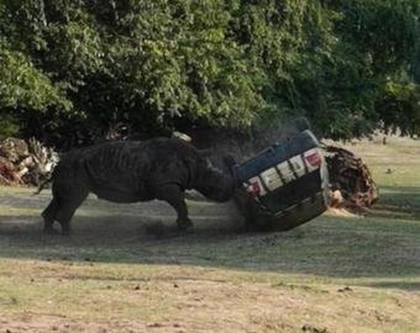 Злобный носорог перевернул машину с женщиной, ВИДЕО уже в Сети