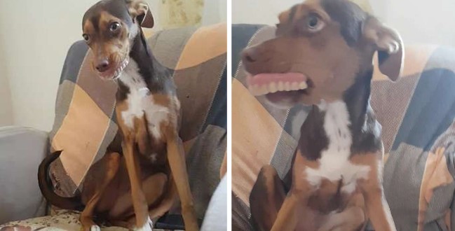 Пёс украл зубные протезы бабушки: его улыбка стала невероятной. ФОТО