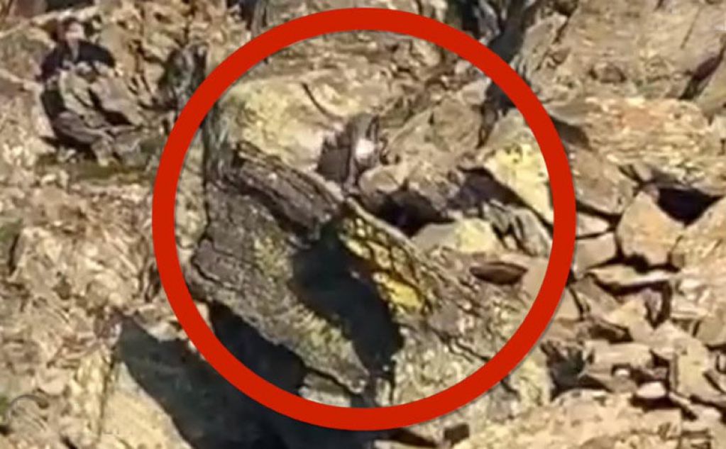 В объектив камеры немецкого фотографа попал бородатый гном. ВИДЕО