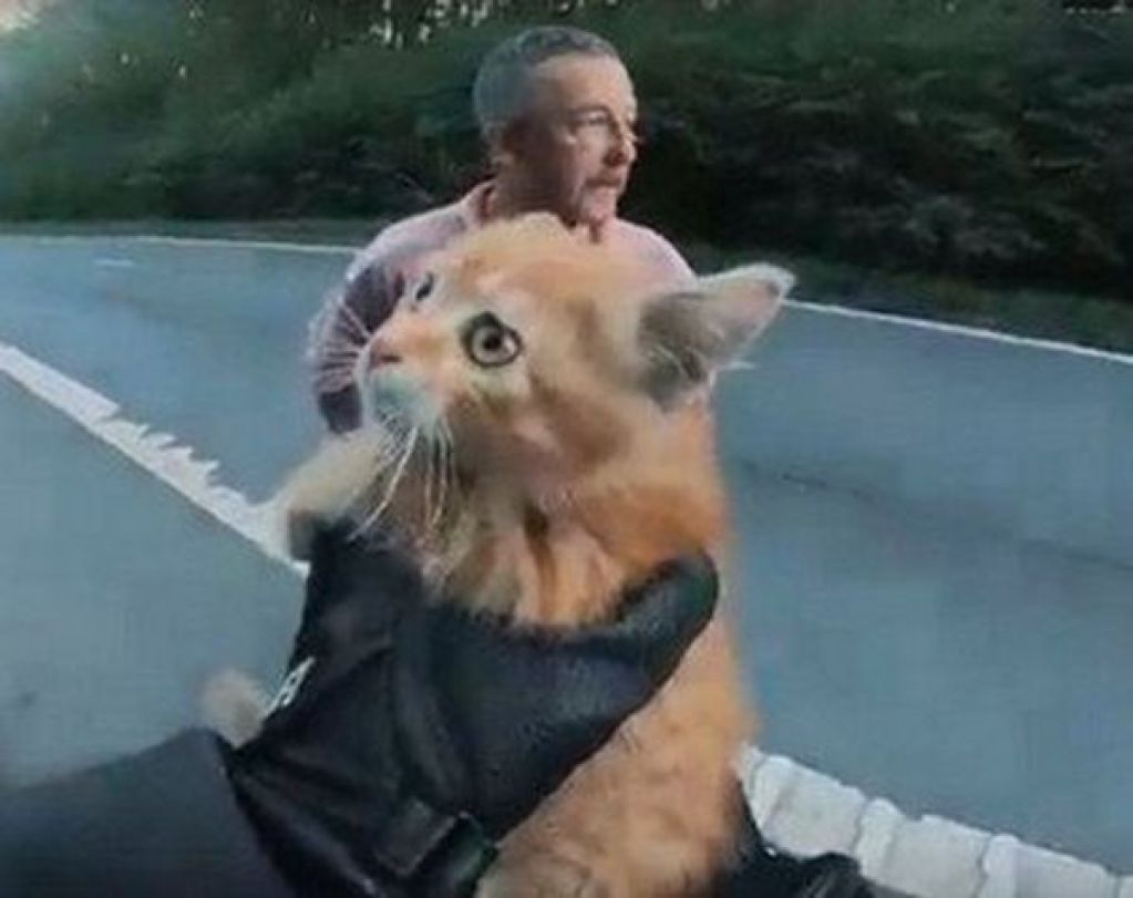 Суровый байкер спас котенка, выбежавшего на дорогу
