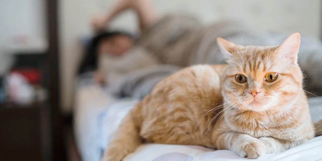 О чем необходимо помнить, если спишь в одной постели с кошкой