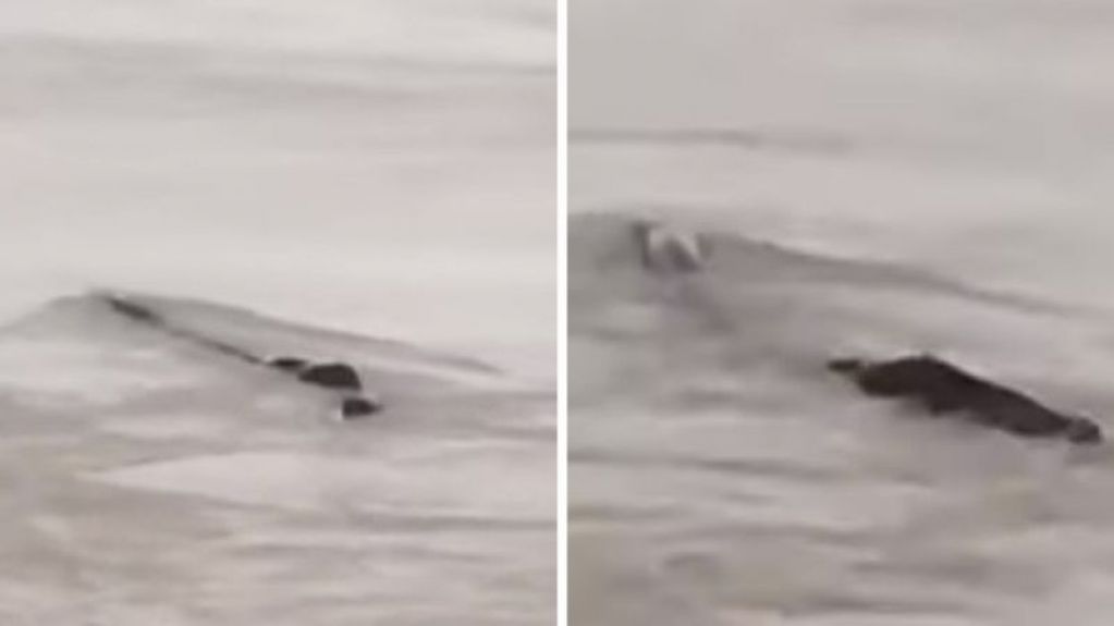 В одной из китайских рек видели загадочное существо. ВИДЕО