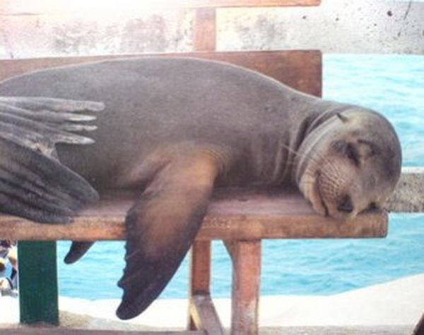 Новый хит Сети: ВИДЕО с тюленем, спящим в воде