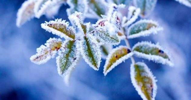 Заморозки и дожди со снегом: синоптик «обрадовала» прогнозом до конца недели