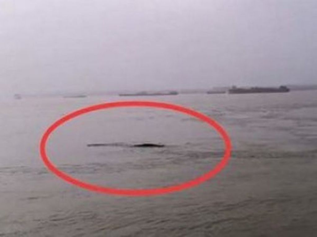 В Китае попал на камеру 18-метровый водяной монстр. ВИДЕО