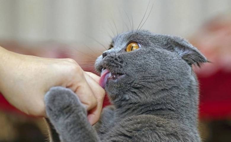 Что означает, когда кошка вылизывает своего хозяина